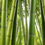 Fotomural Premium Bambú