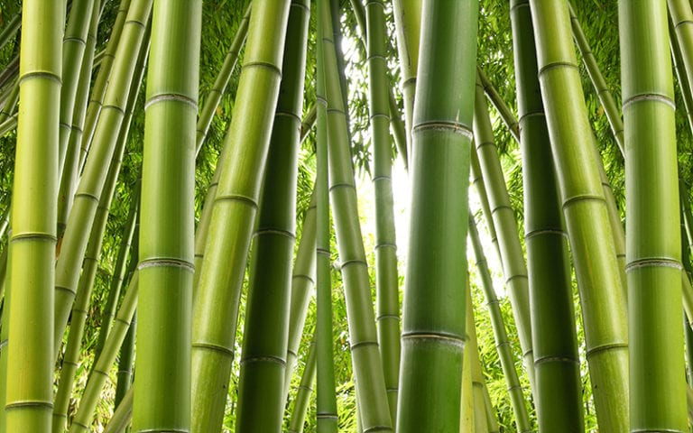 Fotomural Premium Bambú-Premium