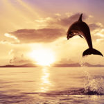 Fotomural Premium Delfín