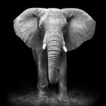 Fotomural Premium Elefante Blanco y Negro