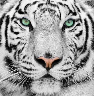 Fotomural Premium Tigre Blanco-Premium