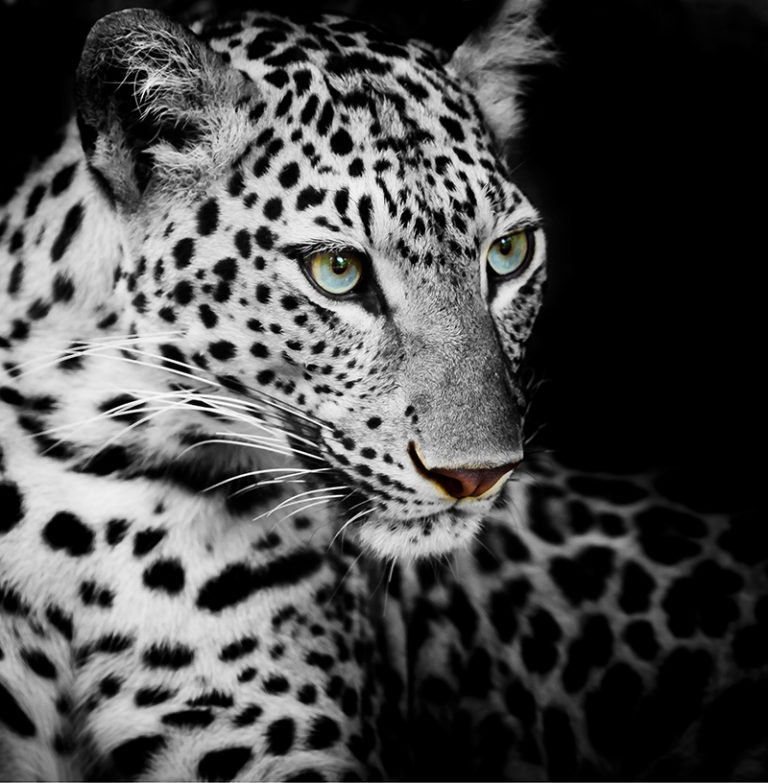 Fotomural Premium Tigre Blanco y Negro-Premium
