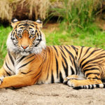Fotomural Premium Tigre
